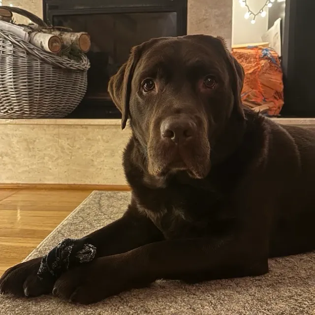 Photo of my dog